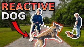 How To ACTUALLY Fix Leash Reactivity