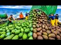 How Avocado Oil Is Produced in Modern UK Factories | Complete Farm to Bottle Process