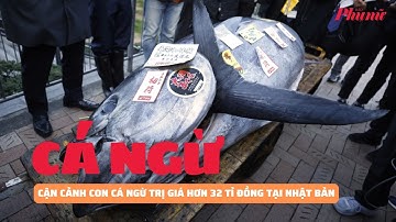 Cận cảnh con cá ngừ trị giá hơn 32 tỉ đồng tại Nhật Bản | Báo Phụ Nữ