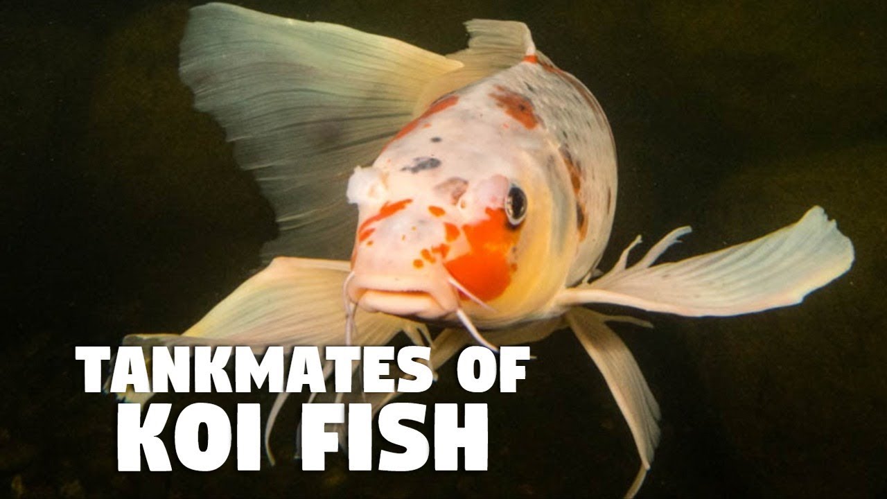 Tankmate Of Koi Fish