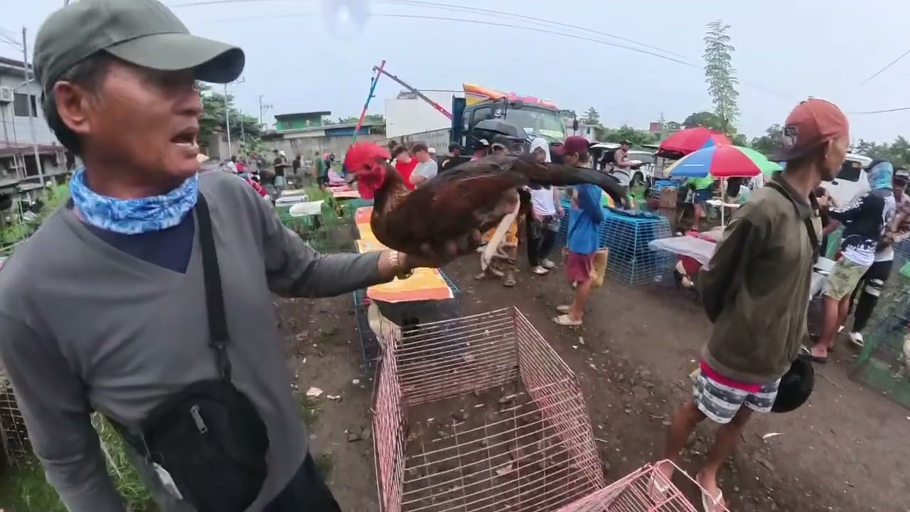 Bocaue pet market , August 22 2025 friday .