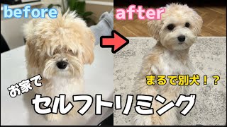 【簡単】初めてのセルフトリミングで激変/puppy video