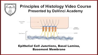 Epithelial Cell Junctions, Basal Lamina, Basement Membrane [Epithelium 2 of 7]