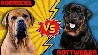 Rottweiler Vs Boerboel