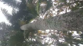 Royal palm October 4, 2025