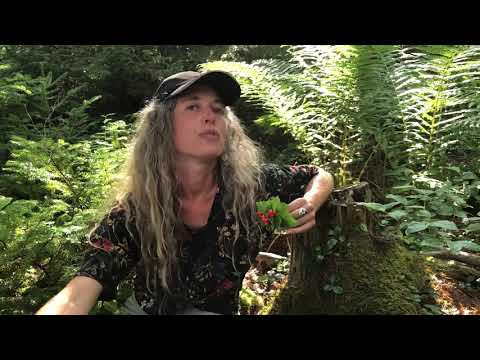 Video: Bunchberry sedulos augalai – kaip auginti šeivamedžių žemę