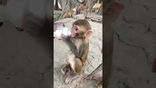 Https:youtube.com/Shorts/Gyvlgf1Qcl0?Si=Poenksrd1Pb6Bmbm🐵🙉🐒🐒🍼🍼🍼