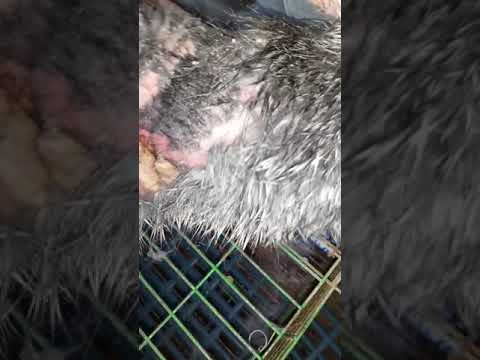 حالة جرب بالجسم والاطراف