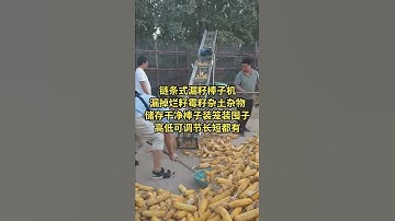 Double chain corn cob conveyor Large Grain Growers store clean