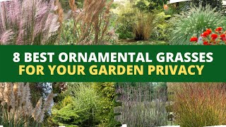 8 Best Ornamental Grasses for Your Garden Privacy