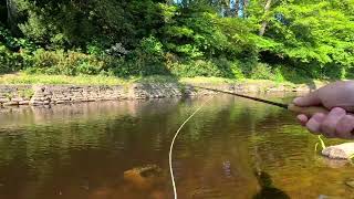Fly Fishing for Trout on River Doon Ayrshire Scotland 26th May 2023..