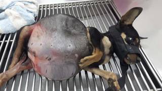 видео: Мое сердце разорвалось, когда мы нашли их брошенными, страдающими, с опухшими телами, дрожащими картинка: Мое сердце разорвалось, когда мы нашли их брошенными, страдающими, с опухшими телами, дрожащими