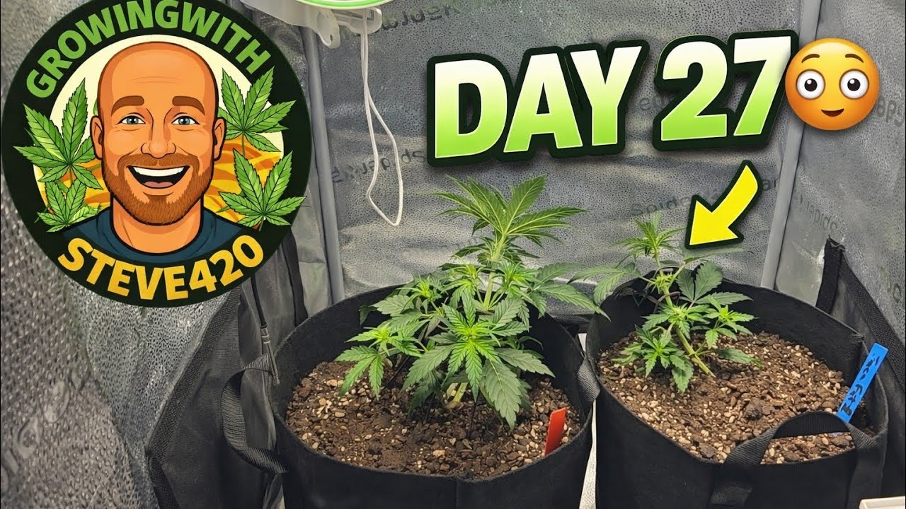 Этот сад размером 2х2 быстро набирает популярность! | Обновление за 27 дней #КомнатныйСад #Обновл...