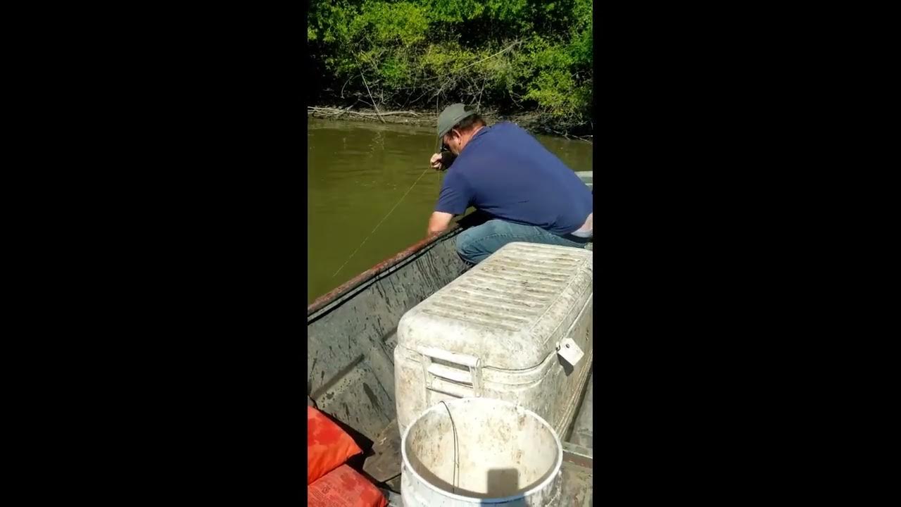Catfishing Trotline fishing with live bait & cut buffalo YouTube