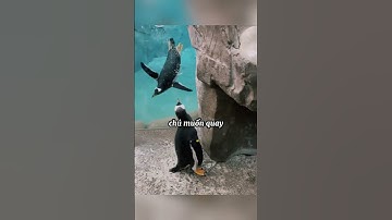 Chú Chim Cánh Cụt Đi Lạc Và Cái Kết Ấm Lòng #shorts