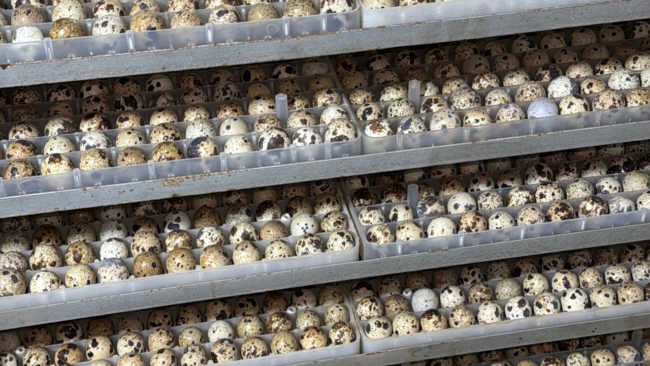 ها شحال الفلوس تربح من الكاج والمساحة لي ياخد لك