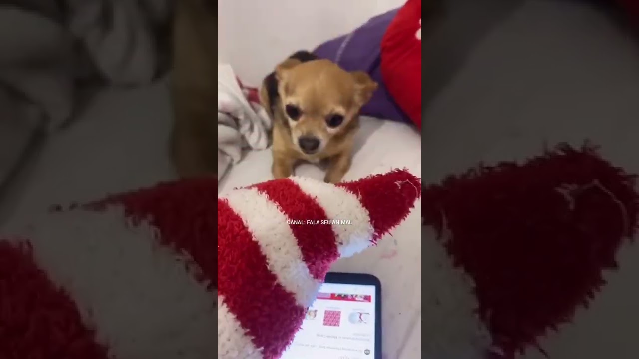 ANIMAIS ENGRAÇADOS MEU CACHORRO COME TUDO CHECK #shorts #viral