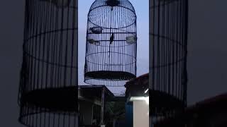 Download Lagu KONIN TAHTA || TEMBAKAN CIGUN || RIZKY KURNIANA MP3 Download Lagu KONIN TAHTA || TEMBAKAN CIGUN || RIZKY KURNIANA MP3
