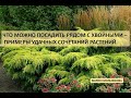 Что можно посадить рядом с хвойными - примеры удачных сочетаний растений.