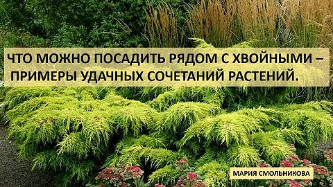 Что можно посадить рядом с хвойными - примеры удачных сочетаний растений.