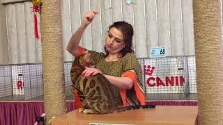 Magic Miracle Jaguar Jangle на выставке в классе котят. Эксперт - Евгения Сороченко.
