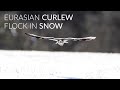 Eurasian Curlew Feeding in the Snow with Black-Headed Gulls Stealing from Curlew