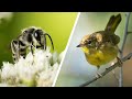 BIRD and MACRO Photography | Orchard Wildlife