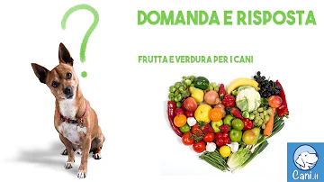 Come curare una ferita aperta al cane?