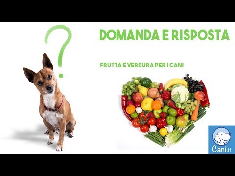 Video: Come determinare una razza di Pitbull