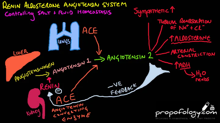 Renin Angiotensin Aldosterone System in 3 Minutes! RAAS [Physiology]