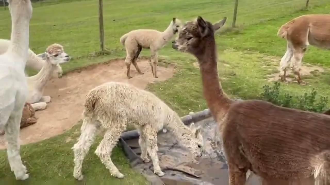 Class of 2024 The individual run down of the Mullacott cria