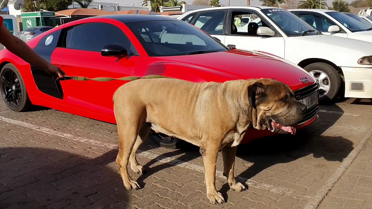 vlogs in spanish This dog is so big he needs his own parking space! it's a joke .