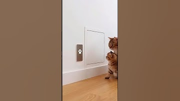 Smartest Cat EVER? Watch This Cat Open a Sensor Door Like a Pro!🌸 #shorts #cat