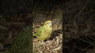 It is one of the most elusive and mysterious birds in the world.
