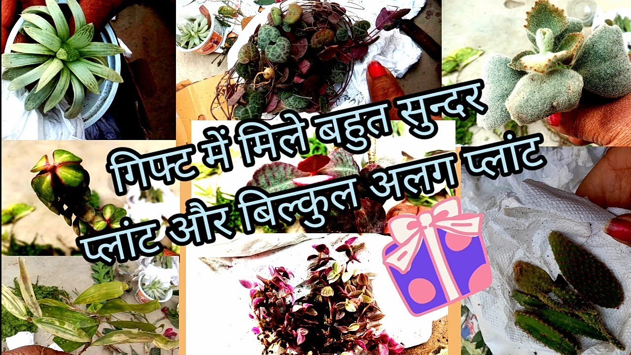 मुझे मिले रेयर प्लांट वह भी फ्री में वाओ मजा आ गया/gifts/winter plants
