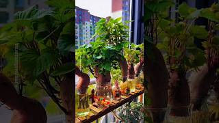 Ide menghias rumah dari ubi jalar #idekreatif