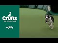 Reigning Champ Takes The Course By Storm !!! | ​Crufts 2022