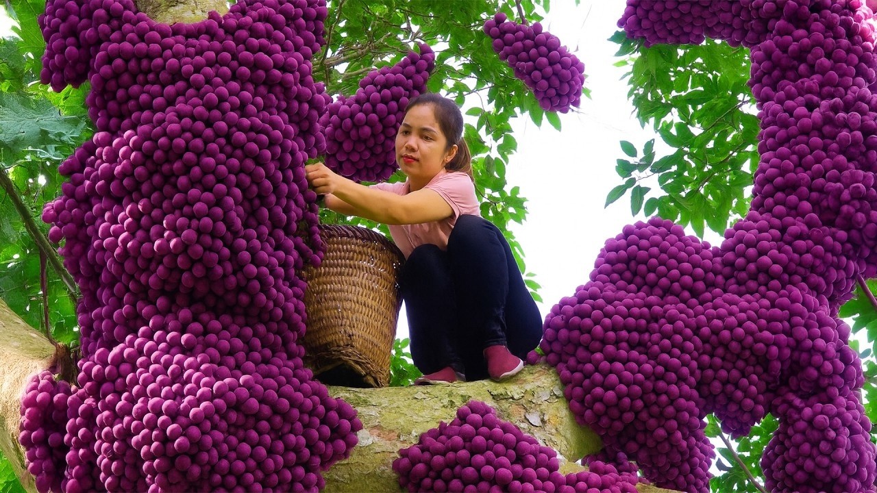 Harvesting 1000+ purple figs to sell at the market, tend the vegetable garden