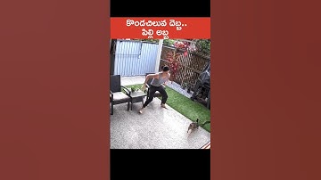 Crazy Footage of Python attacking Cat | #python #attack#cat#snake #snakebite#shorts #DhoothaTVTelugu