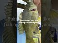 #fishing #bassfishing #dirtking