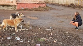 Best Way to Tell Street Dogs You Love Them