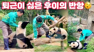 🐼: 퇴근아 싸우자! #퇴근전쟁 | #후이바오 #루이바오 #강바오 #오바오