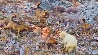 Волки Напали На Лося Овец И Собаку