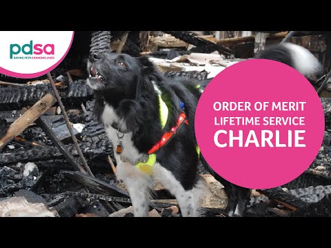 Border Collie Charlie Receives The PDSA Order Of Merit For Lifetime Service