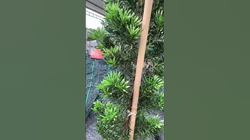 Cây Tùng lá xoắn | Ngọc Ngân Bến Tre 0386569374 | Chuyên cây độc lạ