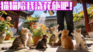 快來跟貓咪小院的長工一起幹活了！~這麼多貓貓陪我都感覺不到累了！【小鋒真喵啊】#貓咪日常 #cat #pets #cute #funny screenshot 4