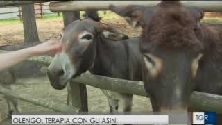 Download Lagu Gli amici ritrovati... Pet Therapy con gli asinelli alla Cà di Asu grazie a FCN MP3