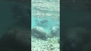 Swimming with manatees in Crystal River, FL, Feb 2024