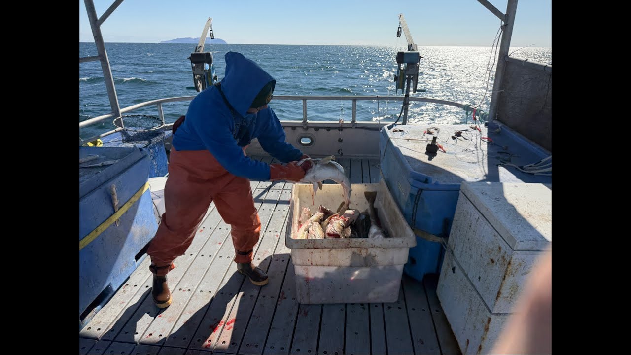 Jigging for Cod on the Emerald Isle | EIS Alaska is Live!