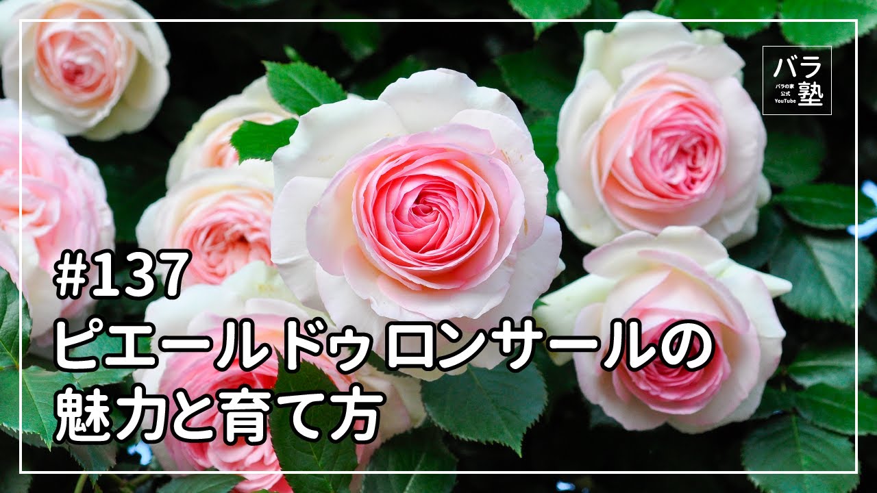 ピエールドゥーサンロール確認用